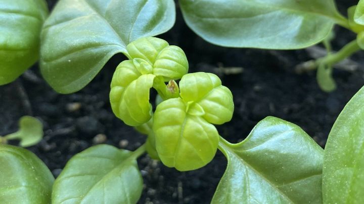 Ein kr&auml;ftiger Basilikum pflanzt sich in einem Blumentopf fort, umgeben von gl&auml;nzenden, gr&uuml;nen Bl&auml;ttern in Erde.