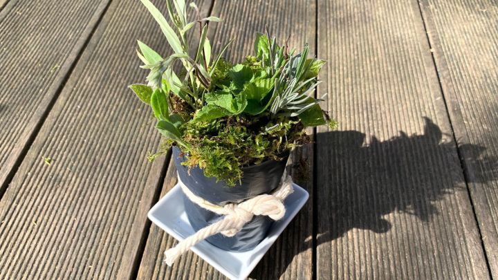 Ein Topf mit Moos und Pflanzen w&auml;chst, auf einer Holzterrasse platziert, im Licht des Tages.