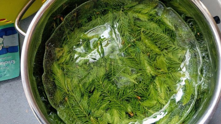 Die Tannenwipfel waschen und in einen ausreichend gro&szlig;en Topf legen. So viel Wasser aufgie&szlig;en, dass sie gerade so bedeckt sind.