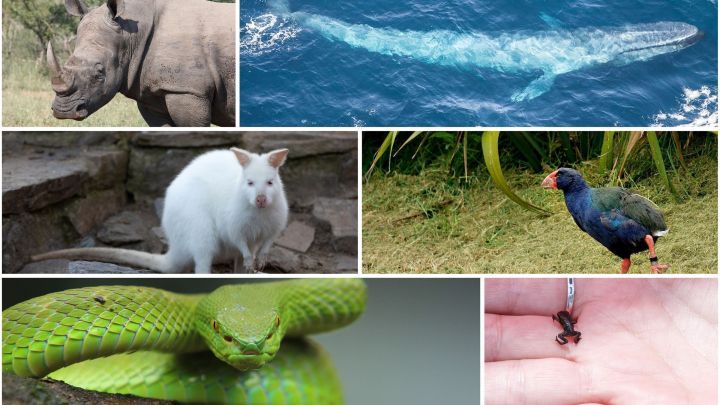 Sechs beeindruckende Tiere, darunter ein Nashorn, ein Wal und eine gr&uuml;ne Schlange, interagieren in verschiedenen Umgebungen.