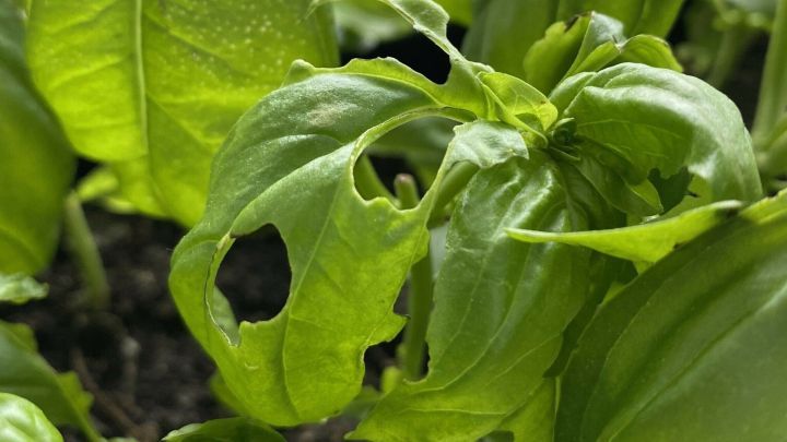 Basilikumbl&auml;tter zeigen deutliche Schadstellen und L&ouml;cher, was auf Raupenbefall hindeutet. Der Kontext ist ein Garten.