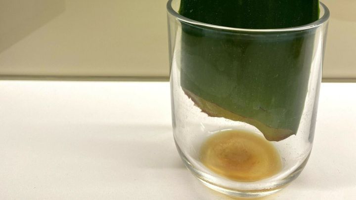 Das Aloe Vera Blatt richtig ernten, und eine halbe Stunde vertikal in einem Glas ruhen lassen, damit der Schnitt-Saft ablaufen kann.