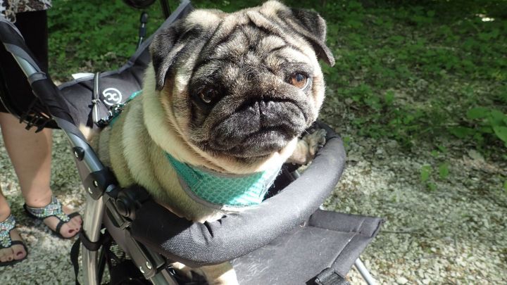 Milbenbefall beim Hund behandeln Frag Mutti