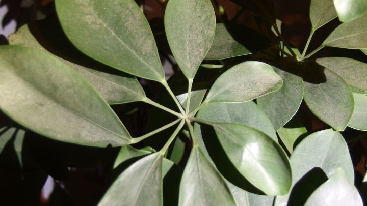 Gr&uuml;ne Pflanzen zeigen Staubablagerungen auf ihren Bl&auml;ttern, die in einer feuchten Dusche sichtbar sind.