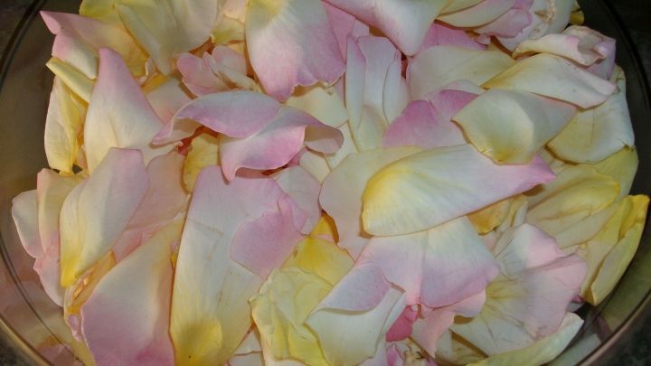 Zarte, duftende Rosenbl&uuml;tenbl&auml;tter in einer Sch&uuml;ssel liegen, bereit zur Herstellung von Rosenbl&uuml;tengelee.