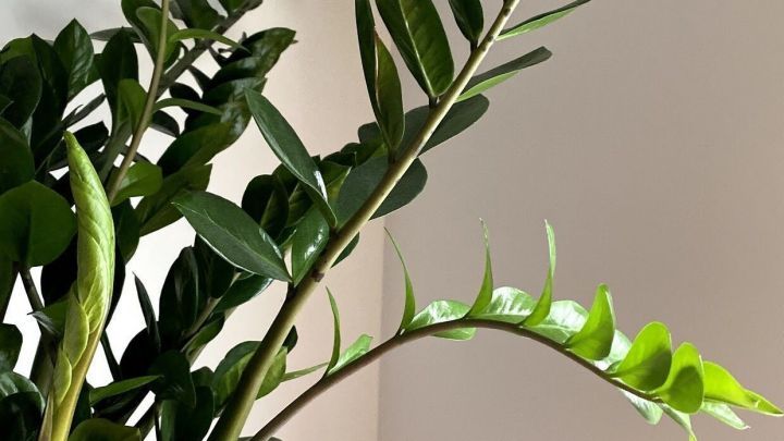 Eine Gl&uuml;cksfeder w&auml;chst in einem modernen Topf, ihre gr&uuml;nen Bl&auml;tter streben nach oben in einem hellen Raum.