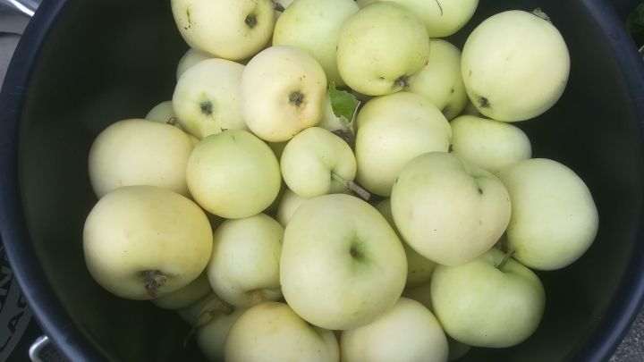 Gr&uuml;ne Klar&auml;pfel liegen dicht gedr&auml;ngt in einem Eimer, frisch geerntet, bereit f&uuml;r die Verwendung in der K&uuml;che.