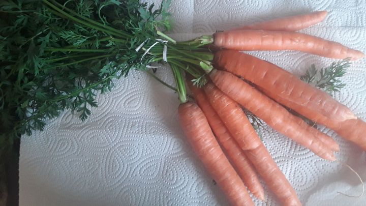 Frische M&ouml;hren liegen auf einem K&uuml;chentuch, bereit zur Aufbewahrung im K&uuml;hlschrank f&uuml;r mehr als drei Wochen.