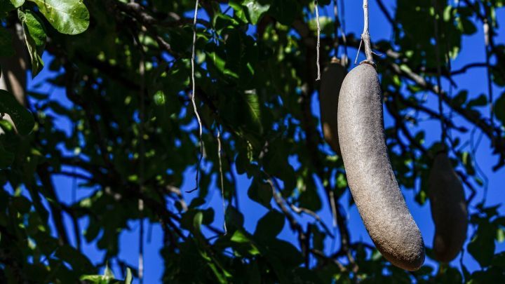 Ein langer, brauner Fruchtkapsel h&auml;ngt an einem Baum, umgeben von gr&uuml;nen Bl&auml;ttern und klarem blauen Himmel.