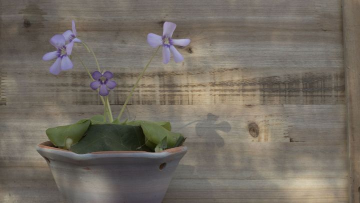 Ein violettes Fettkraut mit bl&uuml;henden Bl&uuml;ten steht in einem Topf vor einer holzernen Wand und wirft einen sanften Schatten.