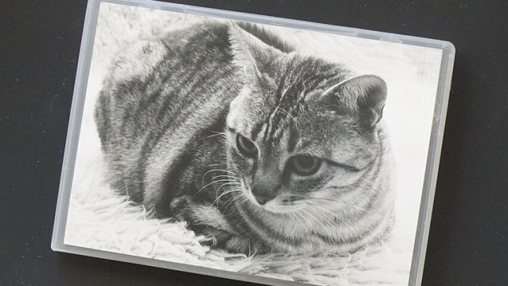 Eine DVD-H&uuml;lle zeigt ein schwarz-wei&szlig;es Bild einer Katze, die auf einem weichen Untergrund liegt, als kreative Dekoration.