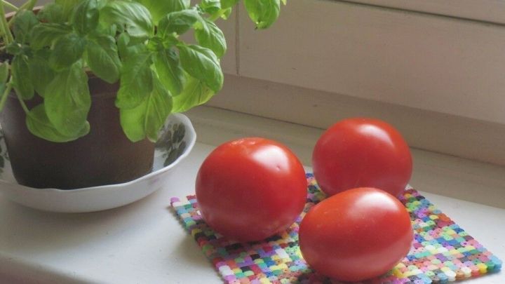 Rote Tomaten liegen auf einer bunten Unterlage neben einem Basilikumpflanze am Fenster, frisch und appetitlich aus dem Supermarkt.