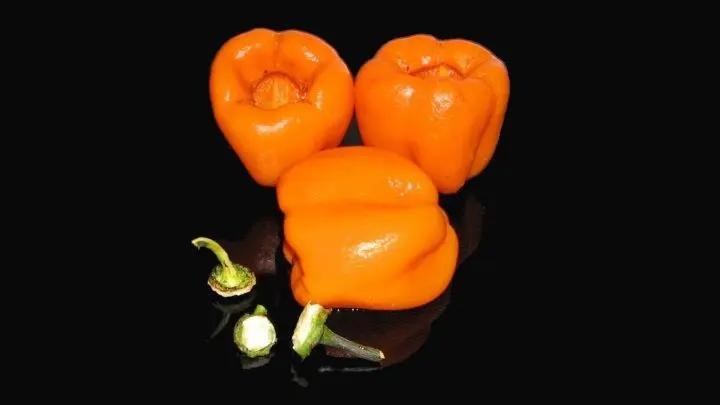 Vorbereitung: Die Paprika waschen und abtrocknen. Danach am besten häuten, so sind sie wesentlich bekömmlicher.