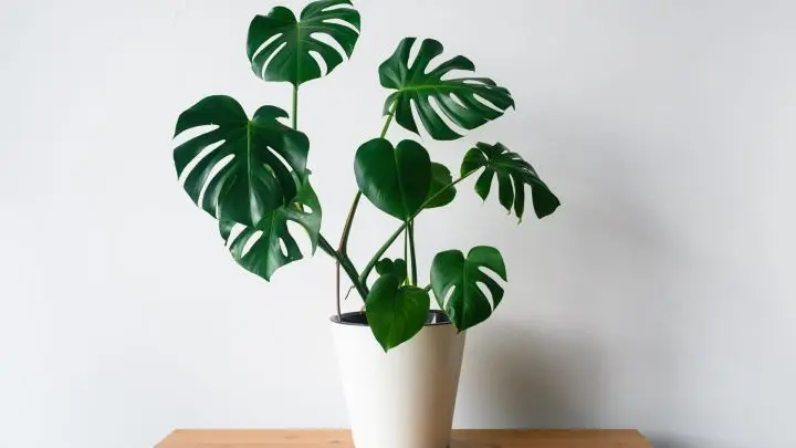 Hier ist Dschungelfeeling garantiert! Das Fensterblatt, besser bekannt als Monstera, sieht nicht nur toll aus, sondern verlangt auch gar nicht viel Pflege von dir! 