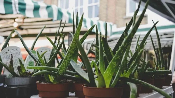 In ihren St&auml;ngeln speichert sie Wasser und produziert wertvolles Gel: Die Aloe Vera ist nicht nur eine nette Zimmerpflanze, sondern auch ein gutes Mittel gegen Sonnenbrand oder Insektenstiche.