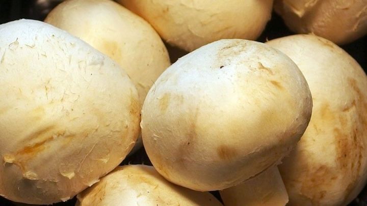 Frische, ungewaschene Pilze liegen eng zusammen gestapelt auf einer dunklen Unterlage, bereit zum Putzen.