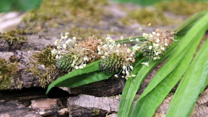 Eine gr&uuml;ne Heilpflanze liegt auf einem Holzbalken mit Moos, umgeben von Natur, bereit zur Anwendung gegen Husten.