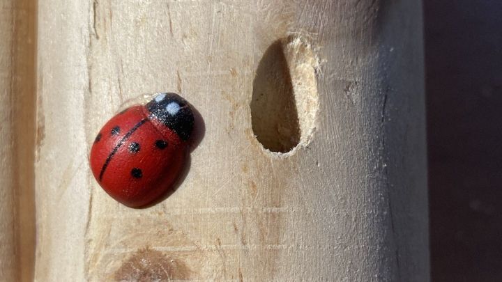 Ein K&auml;fer krabbelt auf einer Holzoberfl&auml;che, die kleine L&ouml;cher aufweist, passend f&uuml;r ein Insektenhotel.
