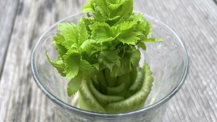 Ein frischer Stangensellerie w&auml;chst in einer Glassch&uuml;ssel mit Wasser, platziert auf einem rustikalen Holztisch.