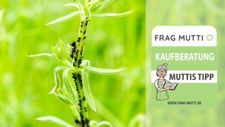 ameisenbekaempfung test