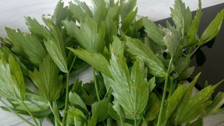 Frische Liebst&ouml;ckelzweige liegen auf einer hellen Oberfl&auml;che, bereit zur Haltbarmachung oder Zubereitung.