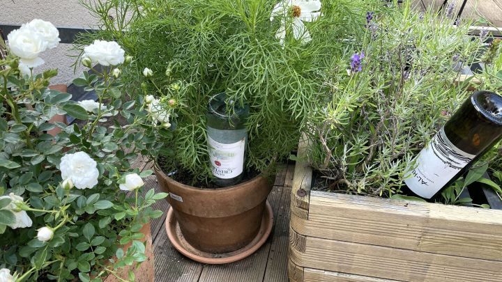 Zwei Blument&ouml;pfe sind mit Pflanzen gef&uuml;llt, eine Flasche steht in jedem Topf, um die Pflanzen w&auml;hrend des Urlaubs zu bew&auml;ssern.