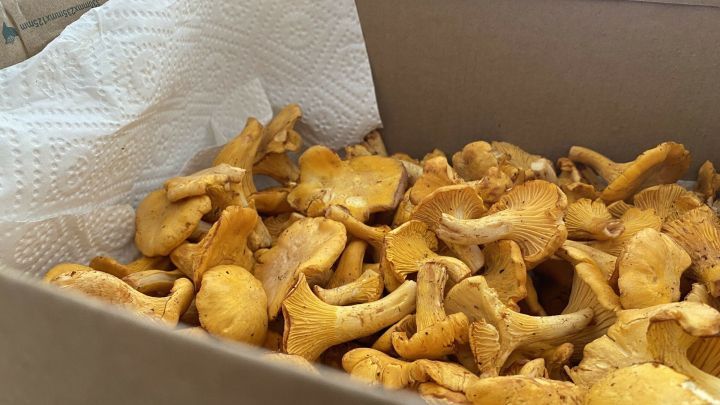 Pfifferlinge liegen in einer Kiste auf K&uuml;chenpapier, bereit f&uuml;r die richtige Lagerung - frisch und gelblich-orangefarben.