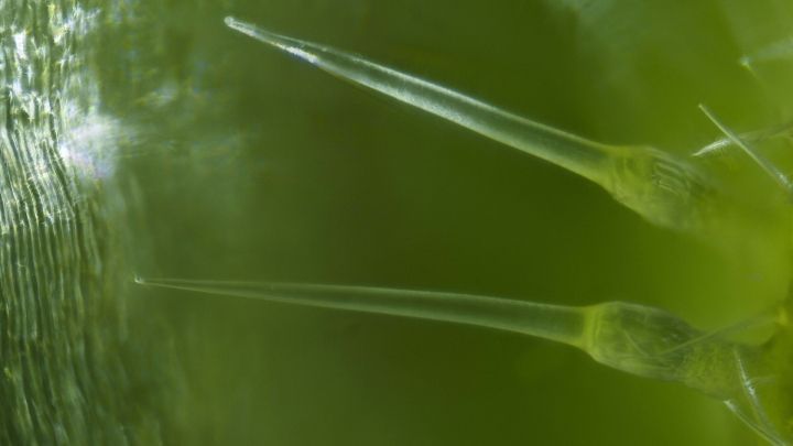 Eine leichte Ber&uuml;hrung reicht schon &ndash; und ZACK! Die Stacheln brechen ab und geben ihr Gift ab.