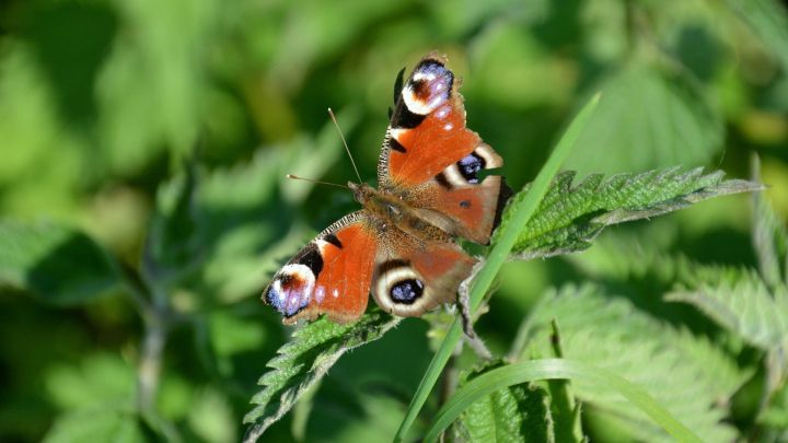 Tagpfauenauge lieben Brennnesseln Ihre Raupen fressen nichts anderes.