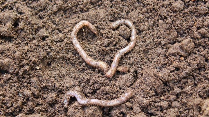 Ein Regenwurm bildet eine Herzform im Erdreich, w&auml;hrend er sich im feuchten Boden bewegt.