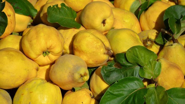 Reife Quitten liegen zusammen mit gr&uuml;nen Bl&auml;ttern in einer Holzsch&uuml;ssel, bereit zum Einfrieren und Weiterverarbeiten.