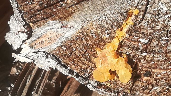 Gelber Harz von Nadelb&auml;umen sammelt sich auf einer Holzfl&auml;che, umgeben von grober Rinde und zerfallendem Holz.
