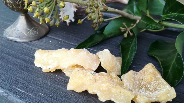 Transparente Baumharzst&uuml;cke liegen auf einer dunklen Oberfl&auml;che, umgeben von einem silbernen Gef&auml;&szlig; und gr&uuml;nen Bl&auml;ttern.