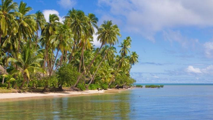 Tropische Palmen stehen am ruhigen Strand, w&auml;hrend sanfte Wellen unter einem strahlend blauen Himmel pl&auml;tschern.