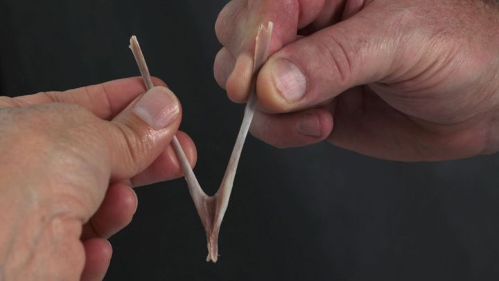 Zwei Personen halten gemeinsam einen Truthahn-Knochen und ziehen an den Enden, um die Vorhersage zu treffen.