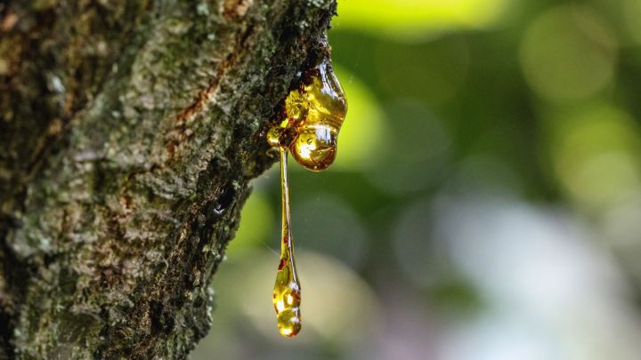 Baumharz bietet vielf&auml;ltige Verarbeitungsm&ouml;glichkeiten. Finde heraus, wie du es nutzen kannst, von Heilsalben bis zu Klebstoffen.