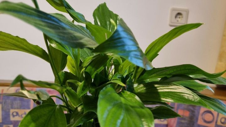 Eine gr&uuml;ne Zimmerpflanze in einem hellgelben Topf steht auf einem wei&szlig;en Tablett und erh&auml;lt gen&uuml;gend Licht.