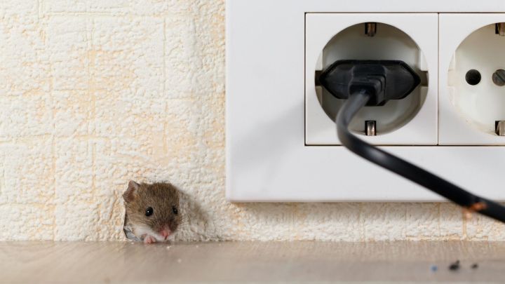 Eine Maus schl&uuml;pft neugierig aus einem Loch in der Wand in der N&auml;he einer Steckdose, die mit einem Kabel verbunden ist.