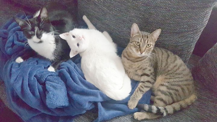 Drei Katzen, darunter eine schwarze, eine wei&szlig;e und eine gestreifte, liegen friedlich auf einer blauen Decke auf dem Sofa.