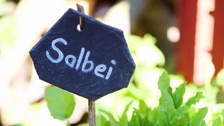 Ein Pflanzenstecker zeigt "Salbei", w&auml;hrend &uuml;ppige gr&uuml;ne Bl&auml;tter im sonnigen Garten darum wachsen.