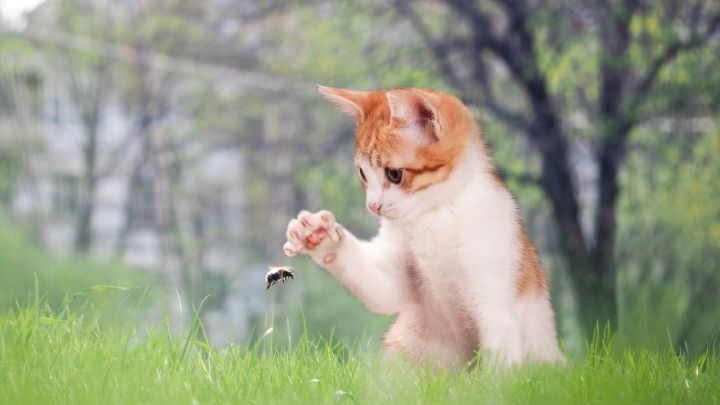 Ein neugieriges K&auml;tzchen spielt im Gras und greift nach einer Hummel, die in der Luft schwirrt.