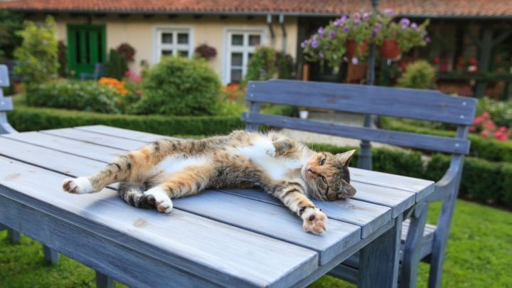 Eine getigerte Katze liegt entspannt auf einem blauen Holztisch, umgeben von einem gepflegten Garten mit bunten Blumen.