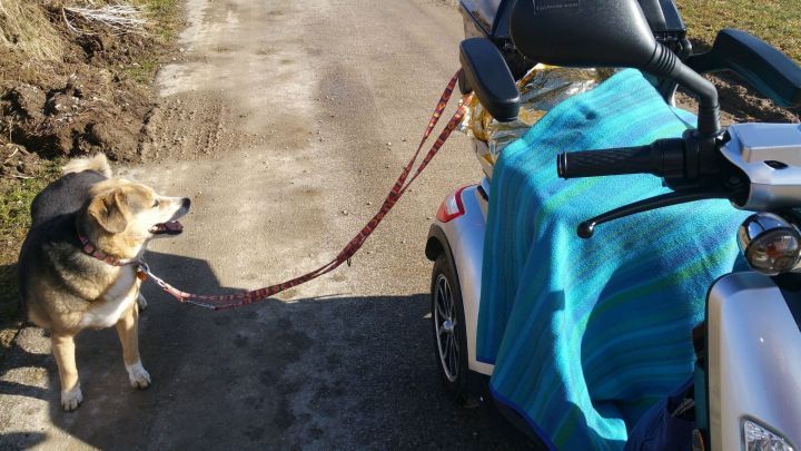 Ein Hund steht an einer Stra&szlig;e und schaut zur Seite, w&auml;hrend er an einem motorisierten Rollstuhl mit einer bunten Decke befestigt ist.