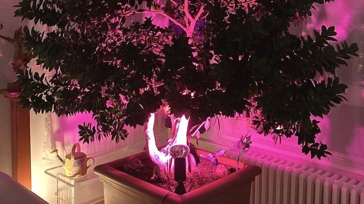 Ein gro&szlig;er Pflanzenbaum erh&auml;lt ein lila Licht von einer Lampe, die im Winter im Wohnraum eine gem&uuml;tliche Atmosph&auml;re schafft.