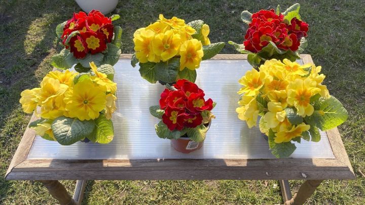 Ein Holztablett mit einer Polycarbonat-Tischplatte h&auml;lt bunte Primeln in rot und gelb, umgeben von gr&uuml;nem Gras.