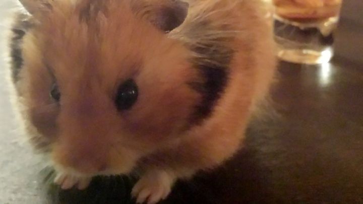 Ein Hamster erkundet neugierig den Tisch, neben ihm steht ein Glas mit Fl&uuml;ssigkeit und im Hintergrund ist eine Orange zu sehen.