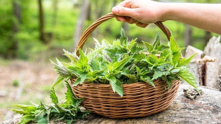 Ein Korb mit Brennnesseln wird von einer Hand gehalten, umgeben von nat&uuml;rlichem, gr&uuml;nem Waldboden.