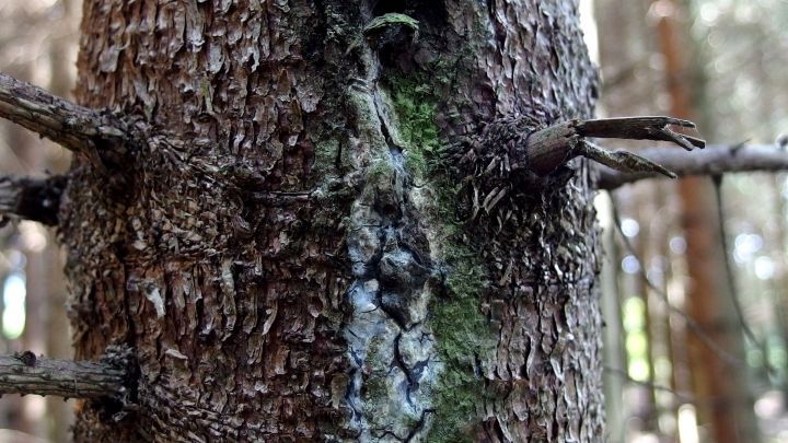 Ein Baumstamm zeigt Harzflecken, w&auml;hrend sich die Umgebung in einem dichten Wald mit weiteren B&auml;umen befindet.