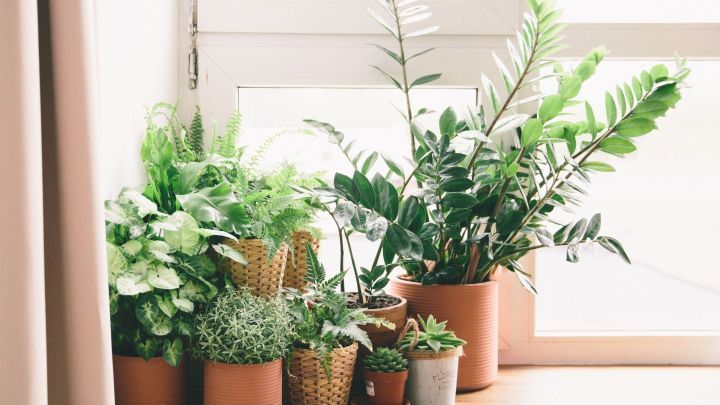 Gr&uuml;ne Pflanzen in T&ouml;pfen um ein Fenster gruppiert, perfekt f&uuml;r die Bek&auml;mpfung von Blattl&auml;usen mit Knoblauchwasser.