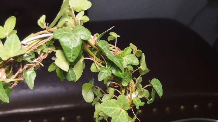 Efeu rankt an einem Ast entlang, w&auml;hrend er in einem gem&uuml;tlichen Wohnzimmer vor einem braunen Lederm&ouml;bel h&auml;ngt.